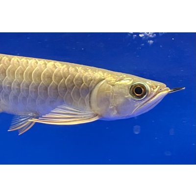 画像4: 過背金龍ブキメラブルーベース　FOREVER ArowanaAquaculture（2）