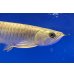 画像4: 過背金龍ブキメラブルーベース　FOREVER ArowanaAquaculture（2） (4)