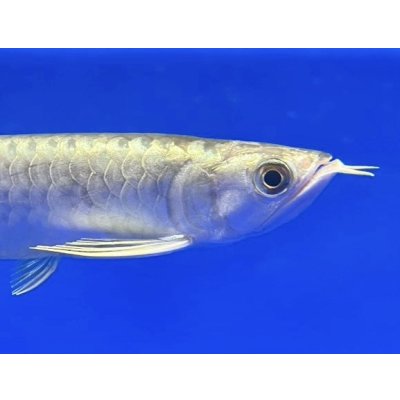画像4: 過背金龍ブキメラブルーベース　FOREVER ArowanaAquaculture（3）