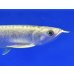 画像4: 過背金龍ブキメラブルーベース　FOREVER ArowanaAquaculture（3） (4)
