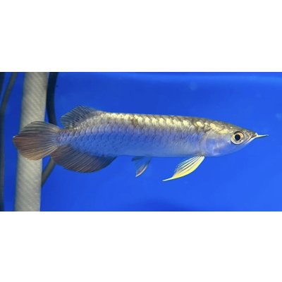画像2: 過背金龍ブキメラブルーベース　FOREVER ArowanaAquaculture（6）