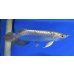 画像2: 過背金龍ブキメラブルーベース　FOREVER ArowanaAquaculture（6） (2)