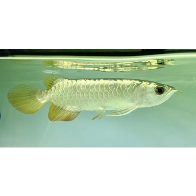 画像2: 過背金龍　FOREVER ArowanaAquaculture(1)