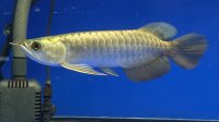 過背金龍ブキメラブルーベース　FOREVER ArowanaAquaculture（2）