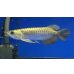 画像1: 過背金龍ブキメラブルーベース　FOREVER ArowanaAquaculture（2） (1)