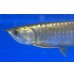 画像3: 過背金龍ブキメラブルーベース　FOREVER ArowanaAquaculture（1） (3)
