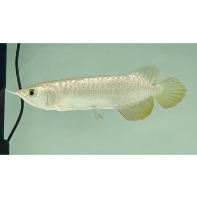 画像1: 過背金龍　FOREVER ArowanaAquaculture(7)