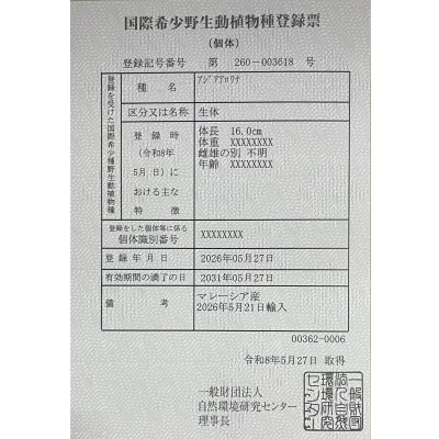 画像6: 紅龍　チリレッド　FOREVER ArowanaAquaculture（3）