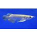 画像2: 過背金龍ブキメラブルーベース　FOREVER ArowanaAquaculture（3） (2)
