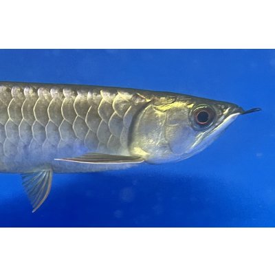 画像4: 過背金龍ブキメラブルーベース　FOREVER ArowanaAquaculture（1）