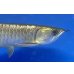 画像4: 過背金龍ブキメラブルーベース　FOREVER ArowanaAquaculture（1） (4)