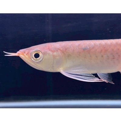 画像3: 紅龍　チリレッド　FOREVER ArowanaAquaculture（1）