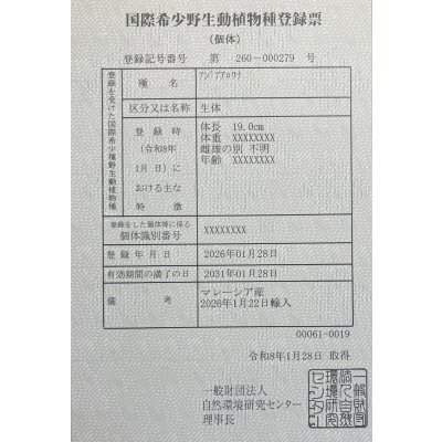 画像6: 過背金龍　FOREVER ArowanaAquaculture(1)