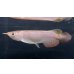 画像1: 紅龍　チリレッド　FOREVER ArowanaAquaculture（3） (1)