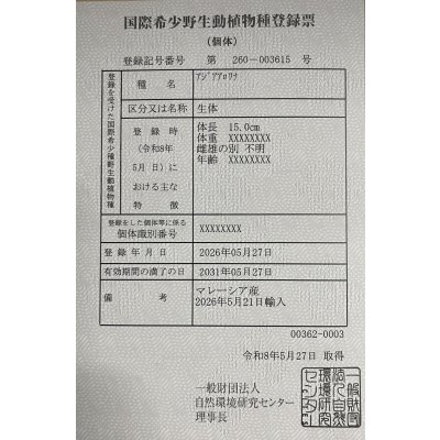 画像6: 紅龍　チリレッド　FOREVER ArowanaAquaculture（1）
