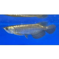過背金龍ブキメラブルーベース　FOREVER ArowanaAquaculture（1）