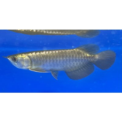 画像1: 過背金龍ブキメラブルーベース　FOREVER ArowanaAquaculture（1）