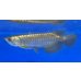 画像1: 過背金龍ブキメラブルーベース　FOREVER ArowanaAquaculture（1） (1)
