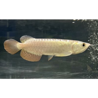 画像2: 過背金龍　FOREVER ArowanaAquaculture(5)