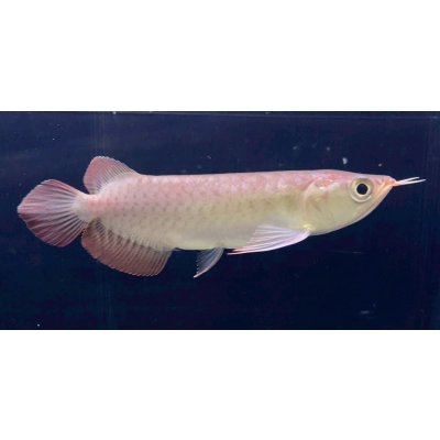 画像2: 紅龍　チリレッド　FOREVER ArowanaAquaculture（1）