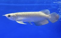 過背金龍ブキメラブルーベース　FOREVER ArowanaAquaculture（3）