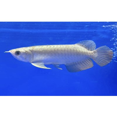 画像1: 過背金龍ブキメラブルーベース　FOREVER ArowanaAquaculture（3）