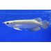 画像1: 過背金龍ブキメラブルーベース　FOREVER ArowanaAquaculture（3） (1)