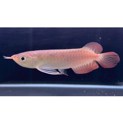 画像1: 紅龍　チリレッド　FOREVER ArowanaAquaculture（1）