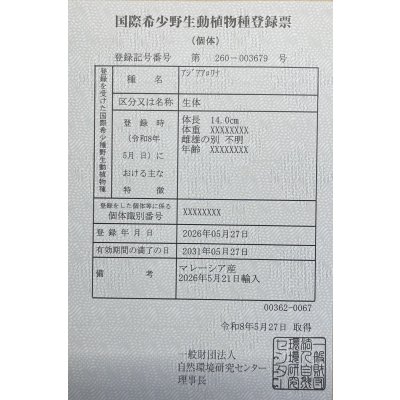 画像6: 過背金龍　FOREVER ArowanaAquaculture(6)