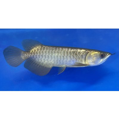 画像2: 過背金龍ブキメラブルーベース　FOREVER ArowanaAquaculture（1）