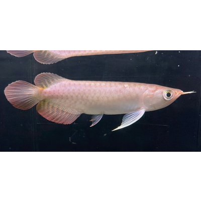 画像2: 紅龍　チリレッド　FOREVER ArowanaAquaculture（3）