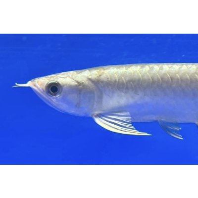 画像3: 過背金龍ブキメラブルーベース　FOREVER ArowanaAquaculture（3）