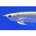 画像3: 過背金龍ブキメラブルーベース　FOREVER ArowanaAquaculture（3） (3)