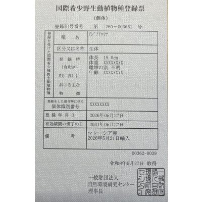 画像6: 過背金龍ブキメラブルーベース　FOREVER ArowanaAquaculture（3）