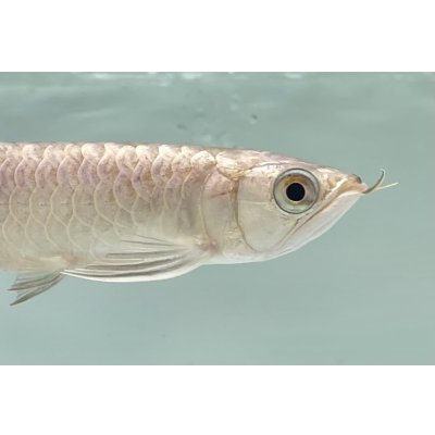 画像4: 過背金龍　FOREVER ArowanaAquaculture(2)