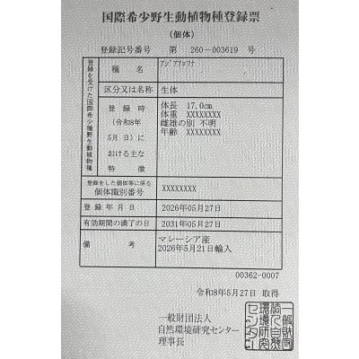 画像6: 紅龍　チリレッド　FOREVER ArowanaAquaculture（5）
