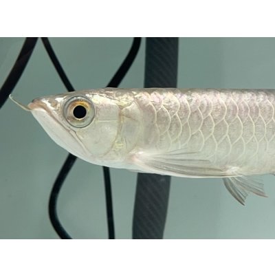 画像3: 過背金龍　FOREVER ArowanaAquaculture(2)
