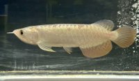 過背金龍　FOREVER ArowanaAquaculture(5)