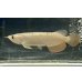 画像1: 過背金龍　FOREVER ArowanaAquaculture(5) (1)
