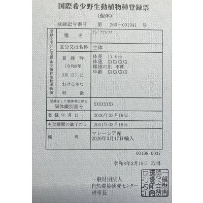 画像6: 過背金龍　FOREVER ArowanaAquaculture(3)