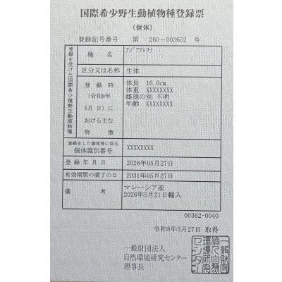 画像6: 過背金龍ブキメラブルーベース　FOREVER ArowanaAquaculture（5）