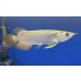 画像2: 過背金龍ブキメラブルーベース　FOREVER ArowanaAquaculture（5） (2)