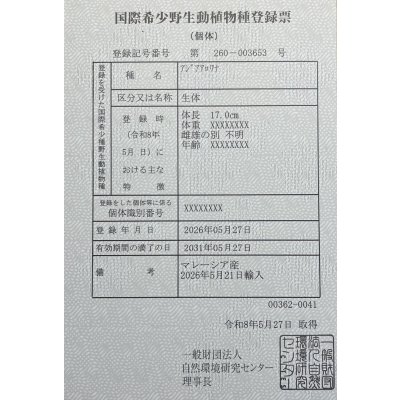 画像6: 過背金龍ブキメラブルーベース　FOREVER ArowanaAquaculture（6）