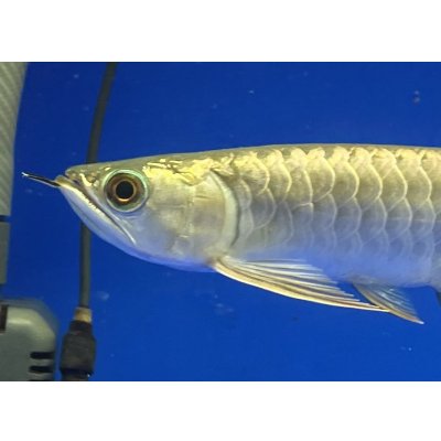 画像3: 過背金龍ブキメラブルーベース　FOREVER ArowanaAquaculture（2）