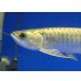 画像3: 過背金龍ブキメラブルーベース　FOREVER ArowanaAquaculture（2） (3)