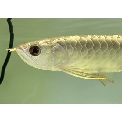 画像3: 過背金龍　FOREVER ArowanaAquaculture(1)