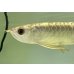 画像3: 過背金龍　FOREVER ArowanaAquaculture(1) (3)