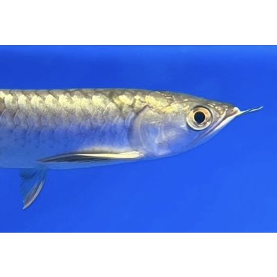 画像4: 過背金龍ブキメラブルーベース　FOREVER ArowanaAquaculture（6）