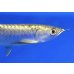 画像4: 過背金龍ブキメラブルーベース　FOREVER ArowanaAquaculture（6） (4)