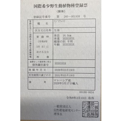 画像6: 過背金龍　FOREVER ArowanaAquaculture(2)